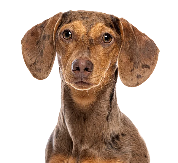 A dapple dachshund with long floppy ears, looking at the camera.