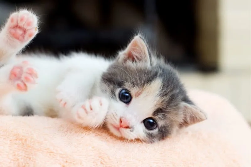 Newborn Kittens: When Do Kittens Open Their Eyes?