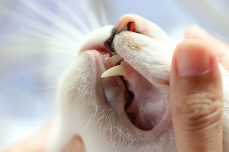 Cat Teeth Cleaning: How to Clean Cat's Teeth?