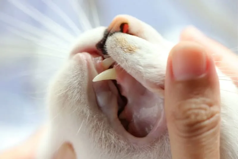 Cat Teeth Cleaning: How to Clean Cat's Teeth?