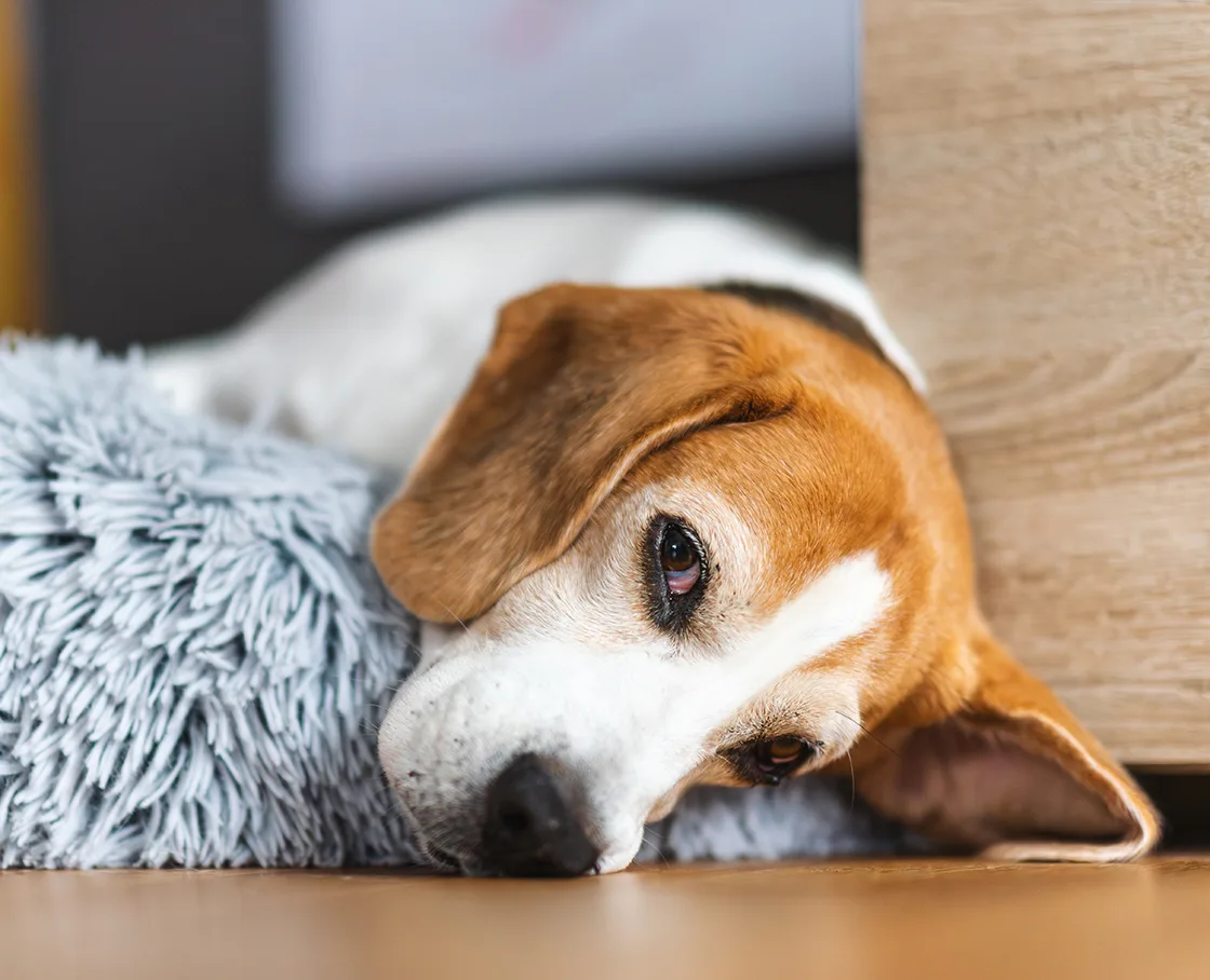 tired beagle with head off of bed