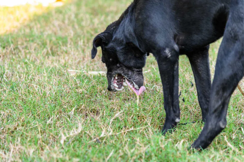 What is a Reverse Sneeze in Dogs?