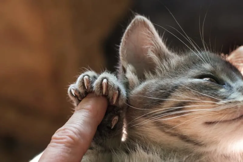 Why are my cat's nails splitting?