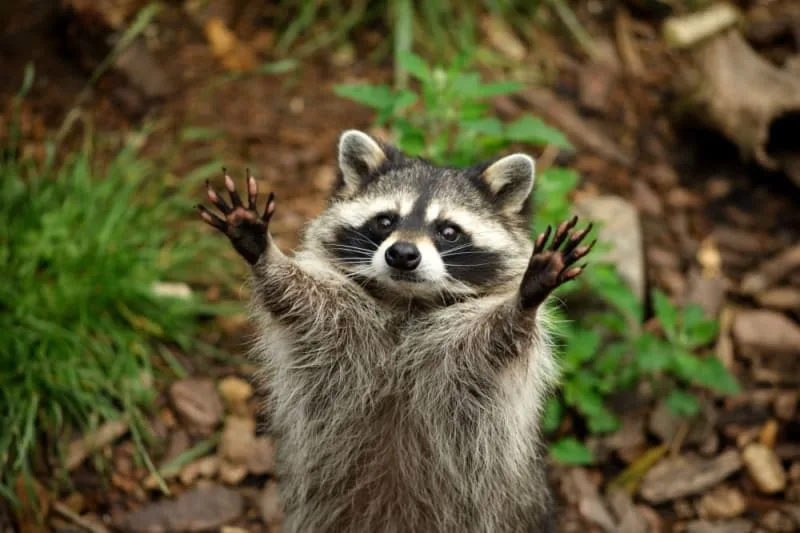 Why Wild Animals Don't Make Good Pets