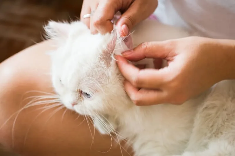 Ear Hematoma Surgery in Cats