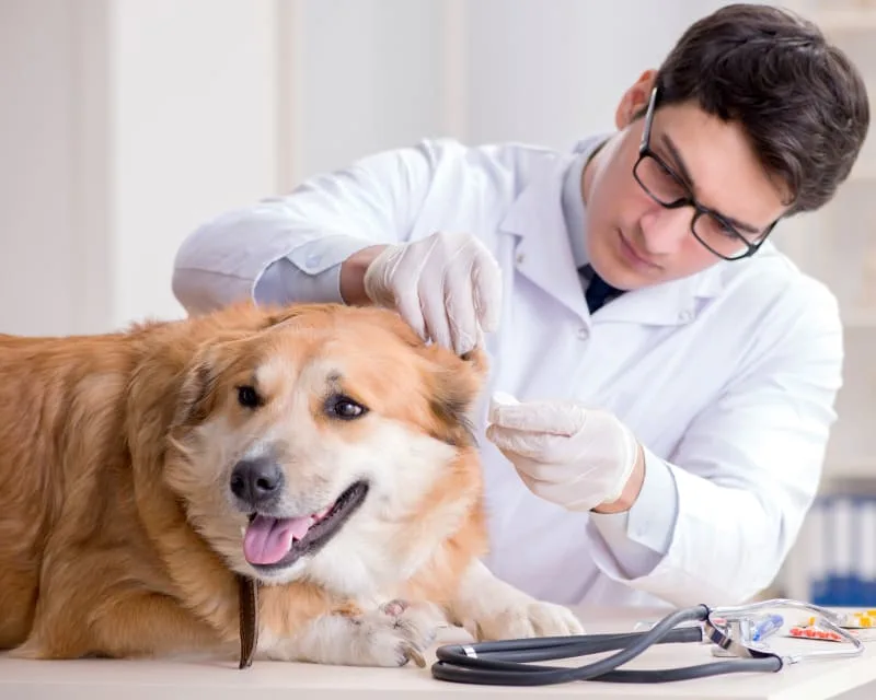 The Benefits Of A Pet Wellness Plan