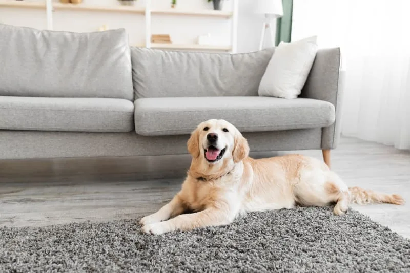 How long can you leave a dog alone?