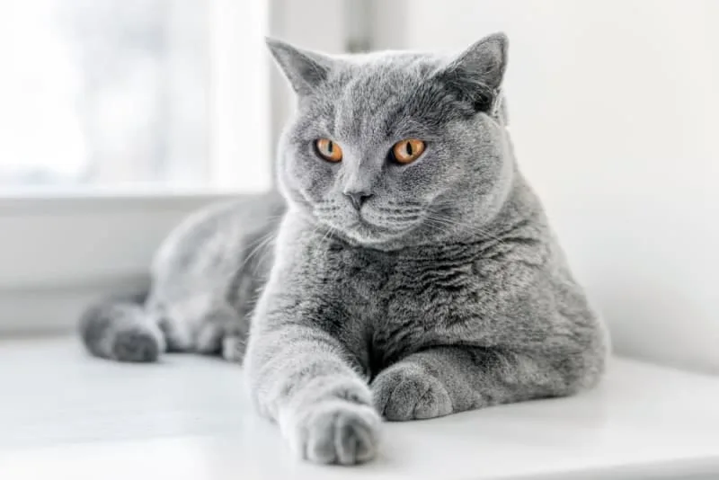 How Long Can You Leave a Cat Alone?