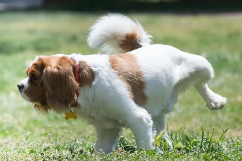 Bladder Infection in Dogs