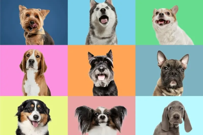 Top Cutest Dog Breeds That Stay Small Forever