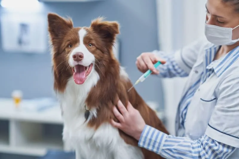 Dog Rabies Vaccine Schedule