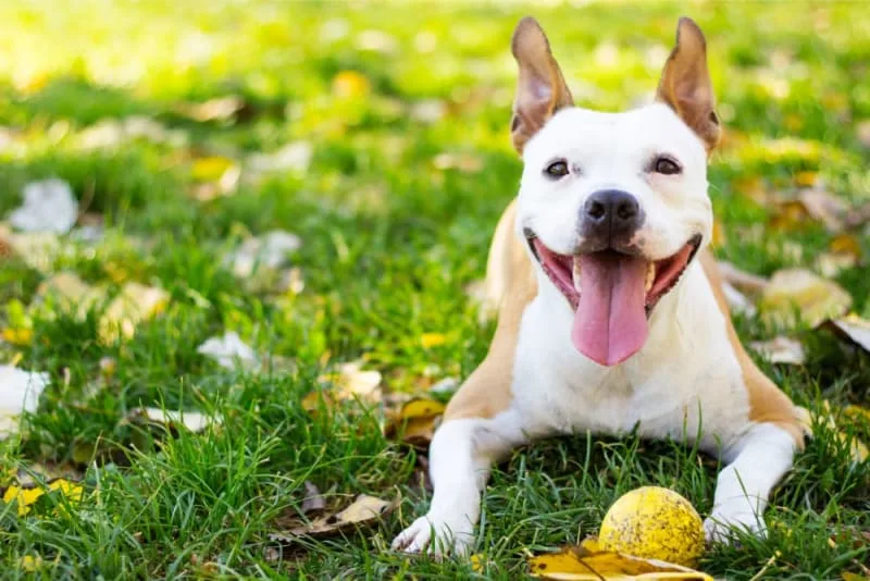 Can Dogs Get Cavities?