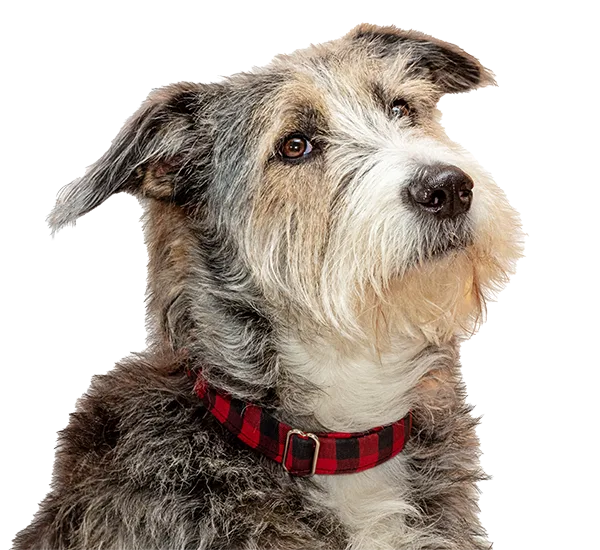 A scruffy gray-and-tan terrier wearing a red plaid collar, looking upward.