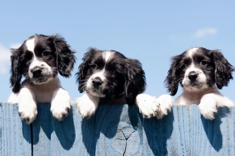 Vaccine Schedule for Puppies