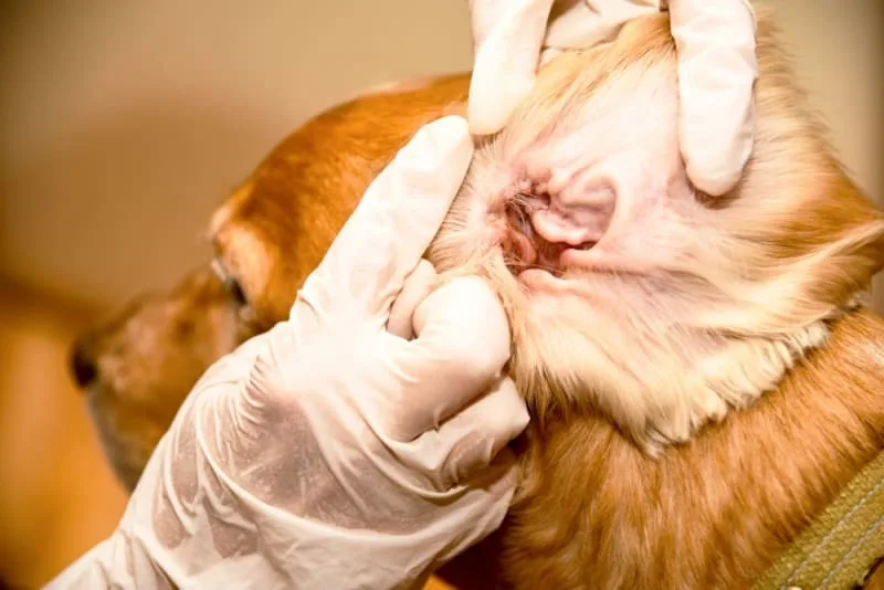 Dog Ear Bleeding: Causes & Treatment