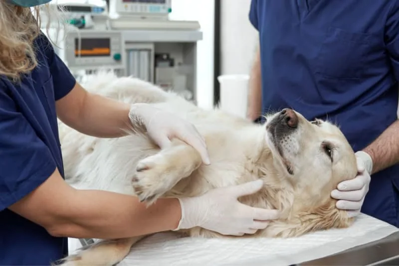 Anesthesia for Dogs