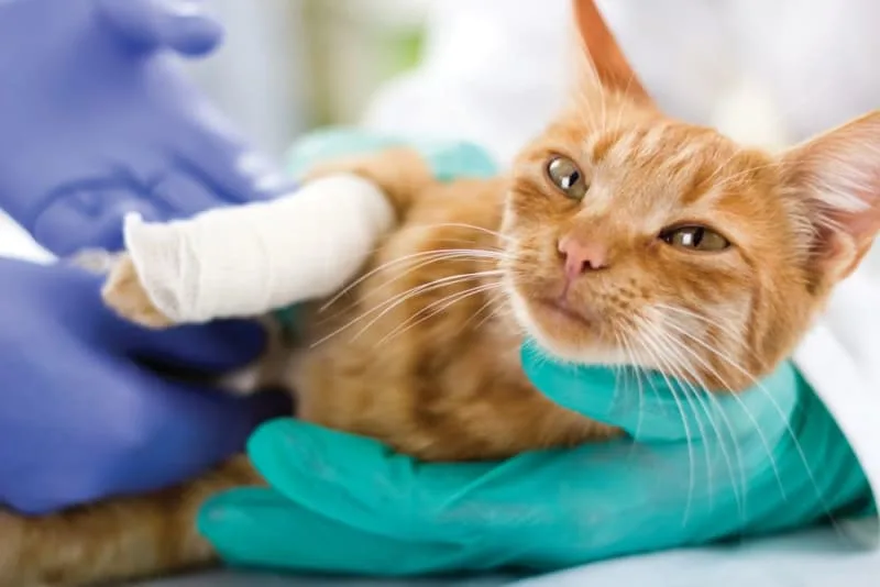 How to Tell If My Cat Has a Broken Leg?
