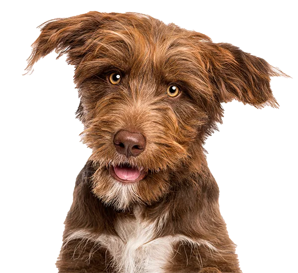 A scruffy brown terrier-type dog with amber eyes, looking at the camera.