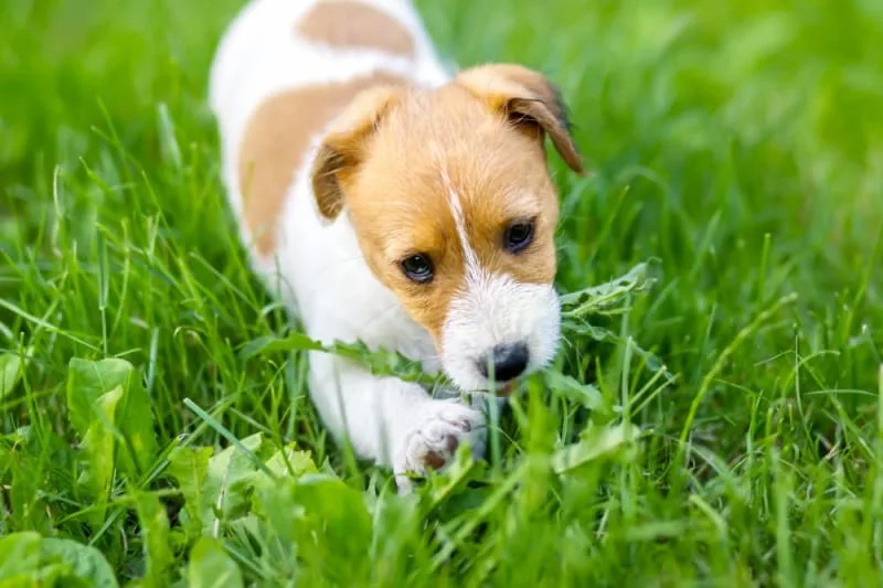 Constipation in Dogs