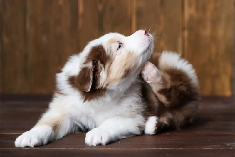 Ehrlichiosis In Dogs Treatment