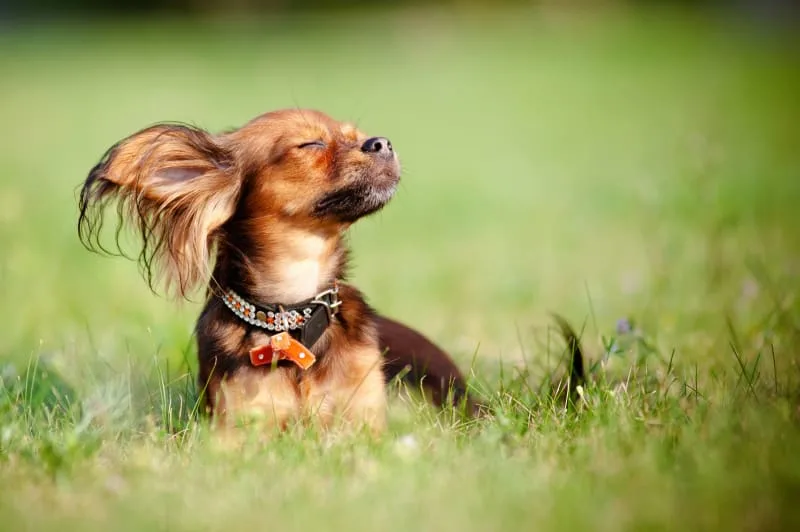 Heatstroke in Dogs