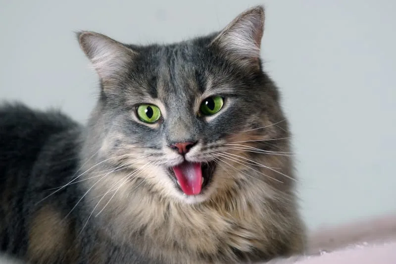 Why Is My Cat Breathing Heavy