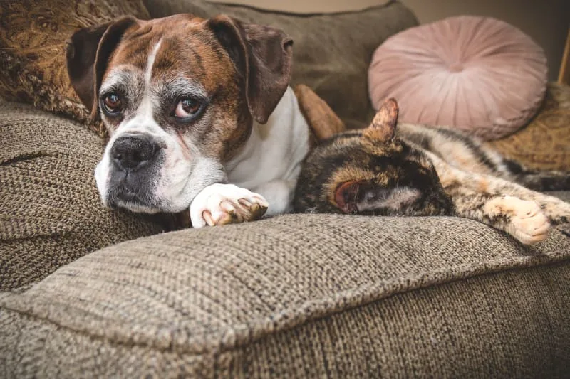 The 5 Most Common Heart Diseases in Dogs & Cats