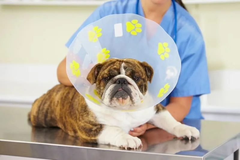 Surgery in Dogs: Everything You Need to Know