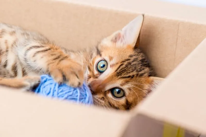 Cat Intestinal Blockage Surgery