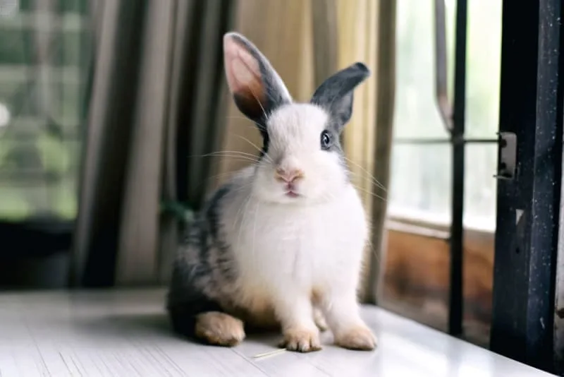 Rabbit Vaccinations