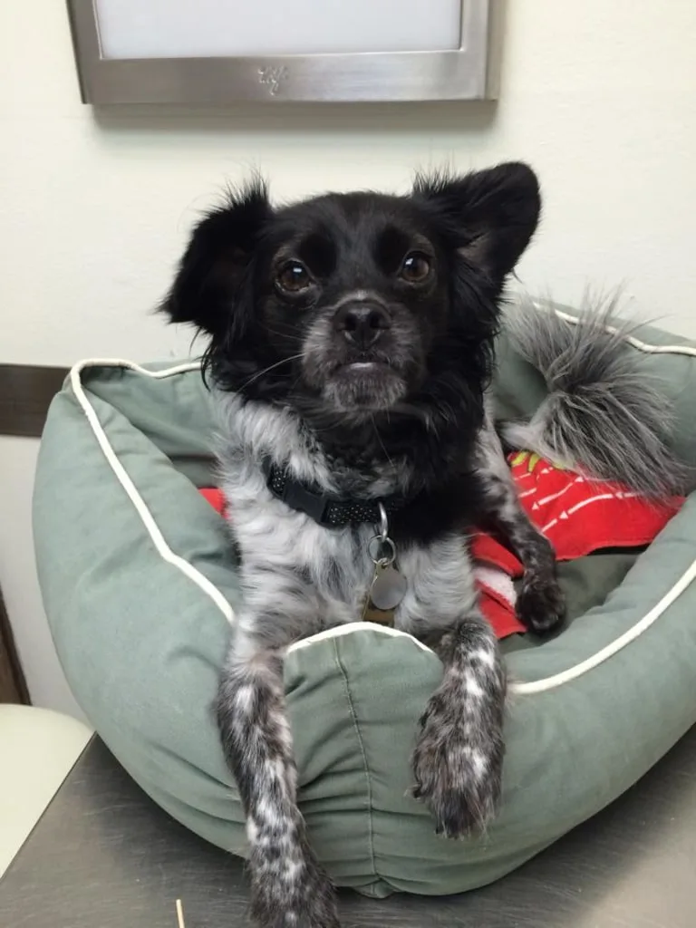 puppy at vet clinic