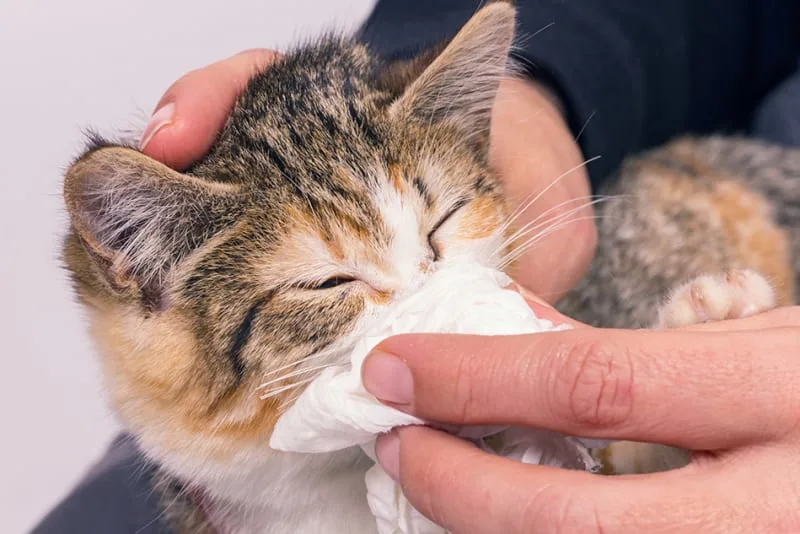 What To Do if Your Cat Has a Cold
