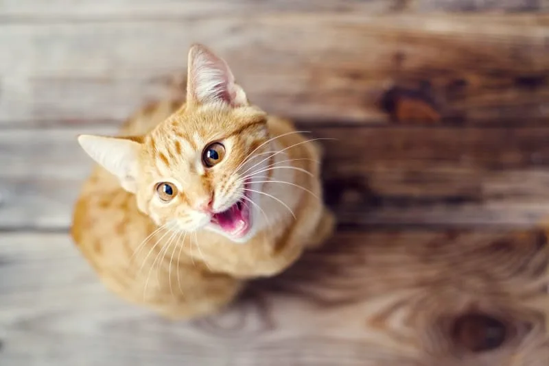 What You Should Know About Cat Laryngitis