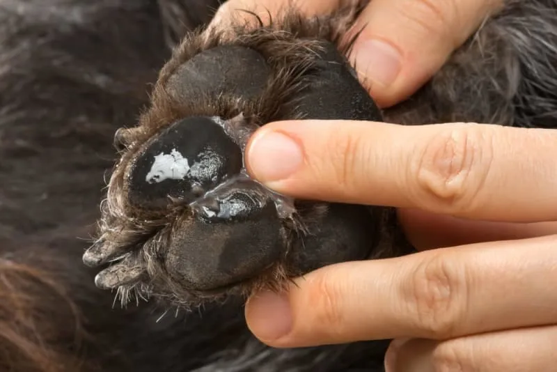 What to Do if My Dog Cut Their Paw Pad?