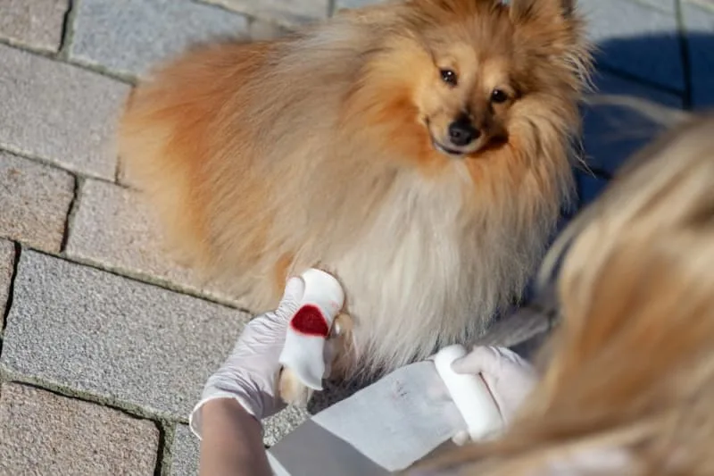 How to Care for a Dog Wound