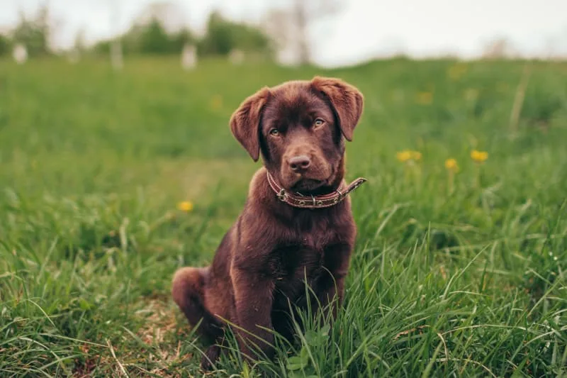 Anaplasmosis in Dogs: Causes, Symptoms & Treatment