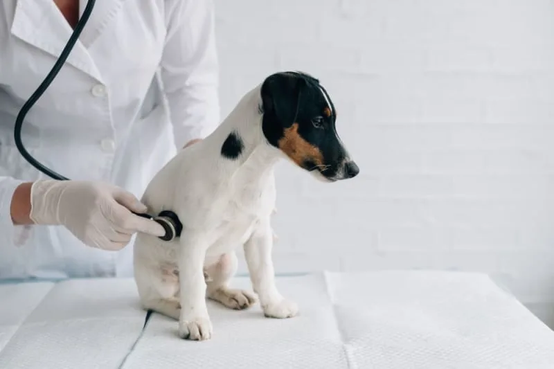 How to Know if Your Dog Has Rabies