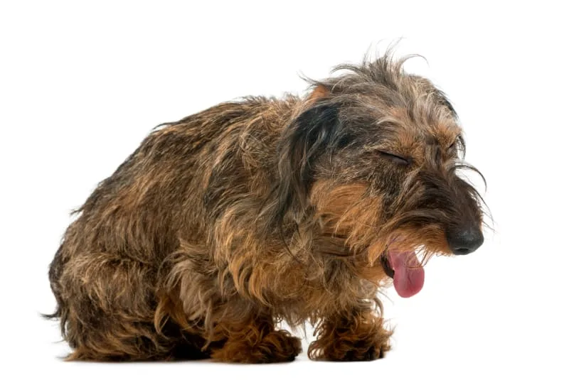 Pneumonia in Dogs