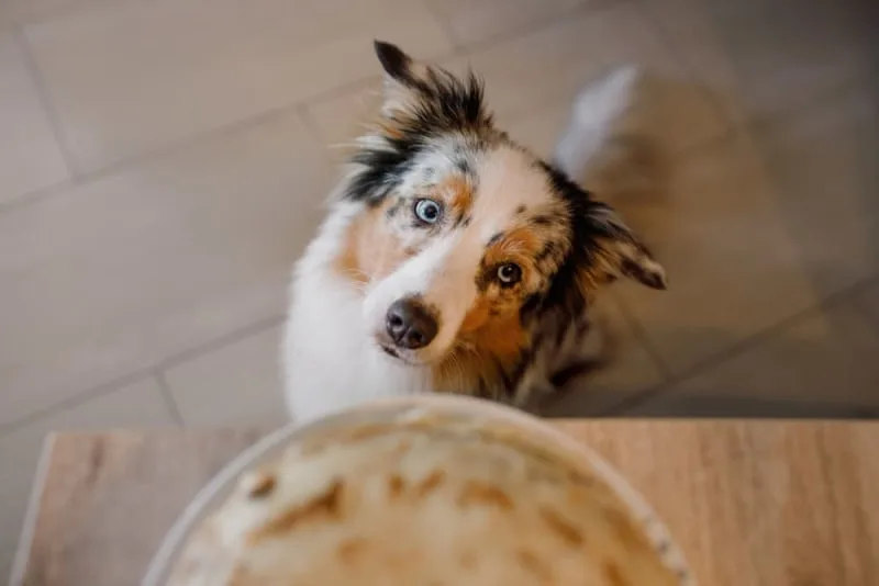 Toxic Dog Food List: What to Avoid for Your Pup's Health