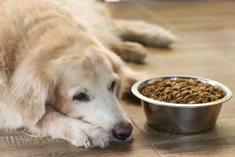 Most Common Illnesses in Dogs: Symptoms & Treatment