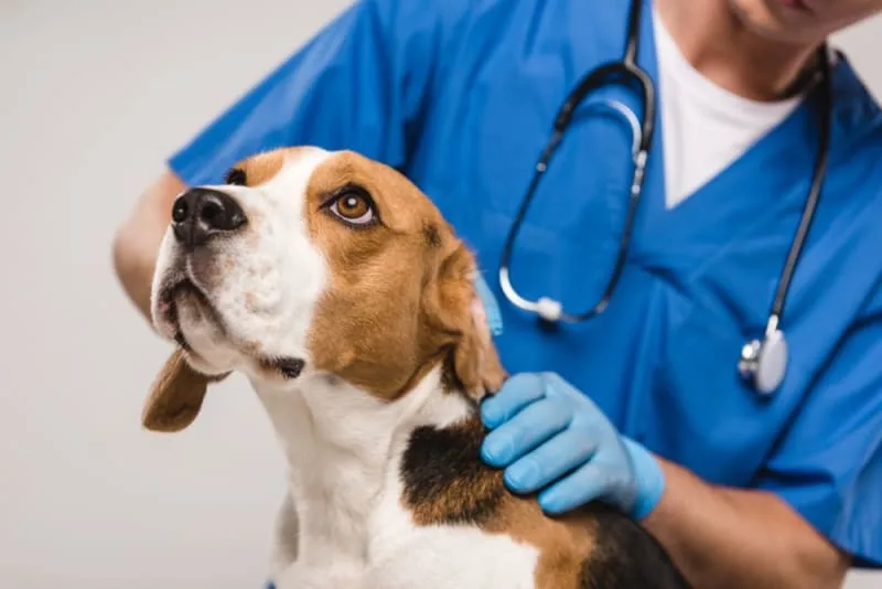Addressing Anxiety & Stress During Routine Pet Wellness Exams