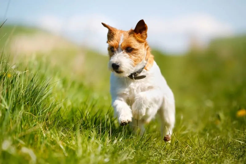 What is TPLO Surgery in Dogs?