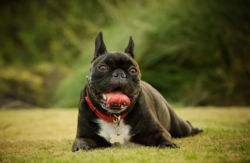 Signs of Heatstroke in Dogs
