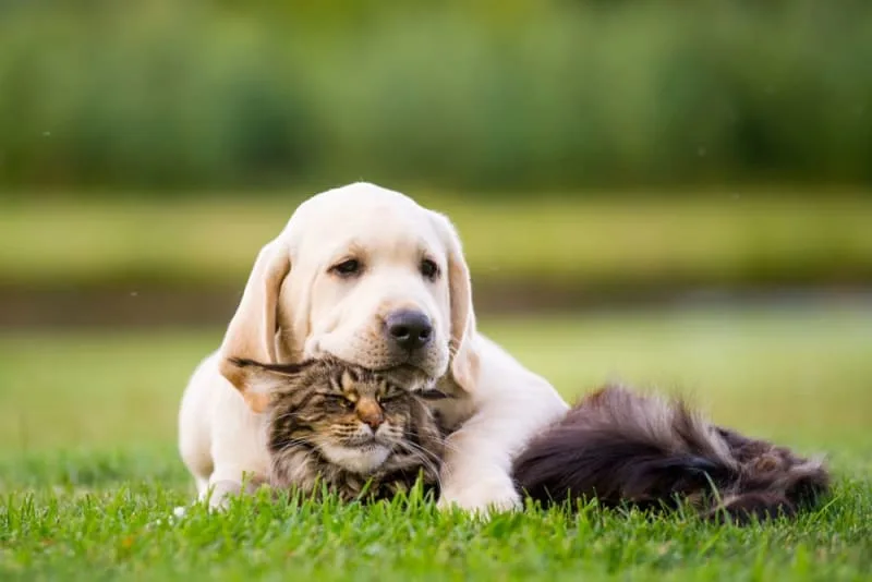 Diabetes in Pets