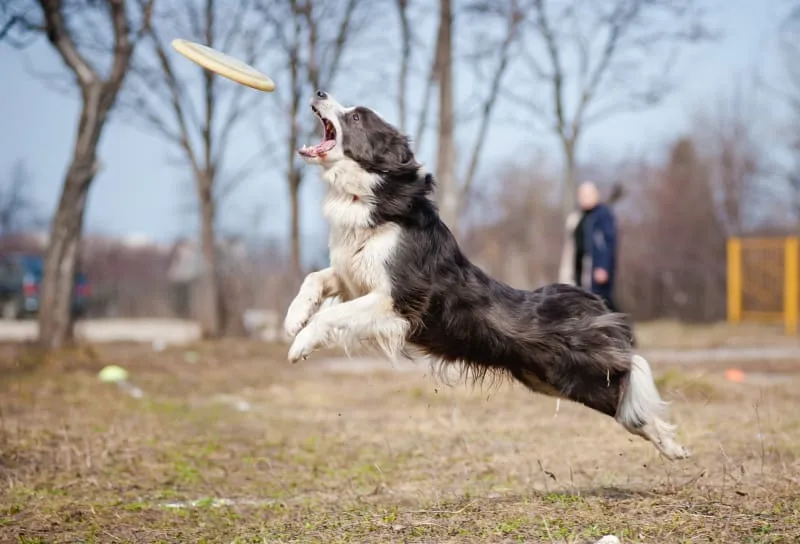 Dog Knee Surgery: What to Expect