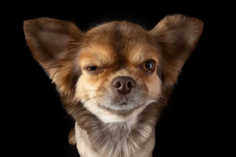 What to Do if Your Dog's Face is Swollen
