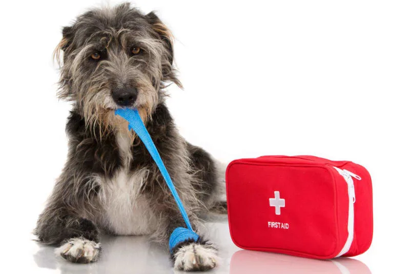 Wound Care For Dogs