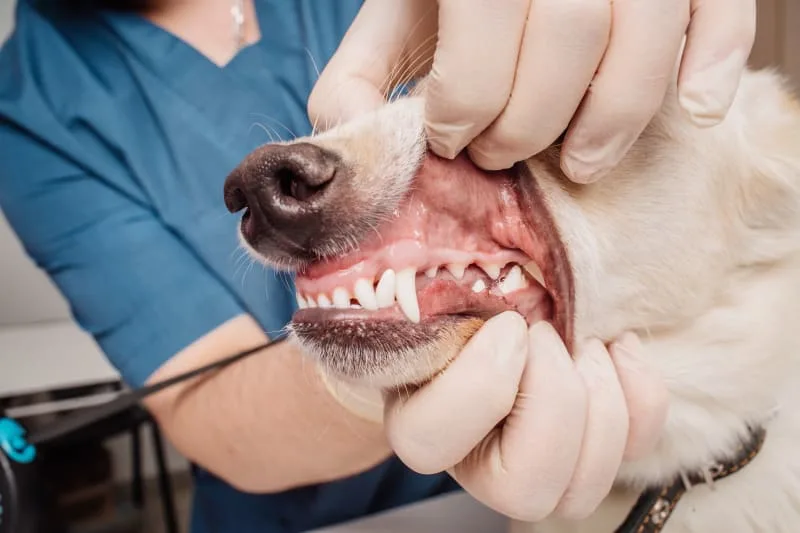Cavities in Dogs: Causes, Symptoms & Treatment