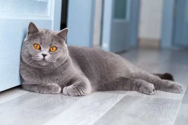 How long do cats live?