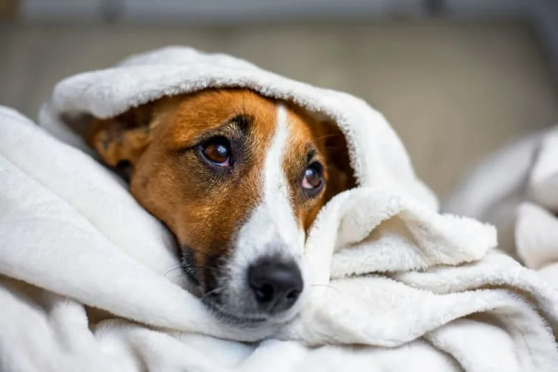 What does ringworm look like on a dog?